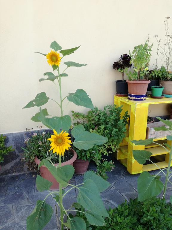 The Yellow House Φιουμιτσίνο Εξωτερικό φωτογραφία